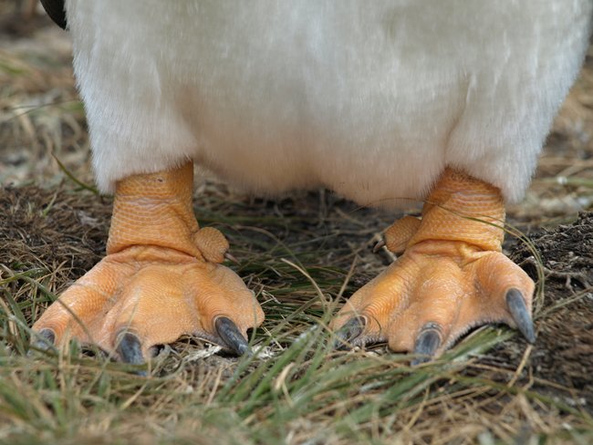 ../../Pictures/241209/028 Gentoo.JPG